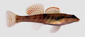 Etheostoma cinereum