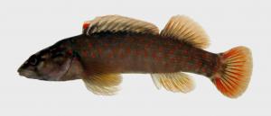 Bloodfin Darter