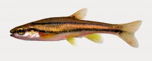 Southern Redbelly Dace