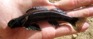 Etheostoma blennioides newmanii