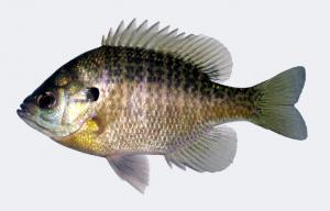 Bluegill