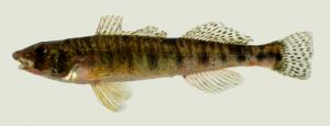 Northern Logperch