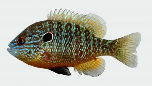 Lepomis peltastes