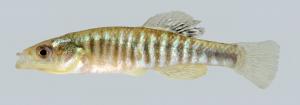 Fundulus diaphanus menona