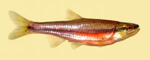 Notropis lutipinnis