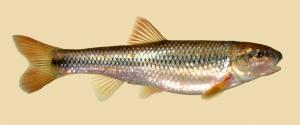 Nocomis leptocephalus