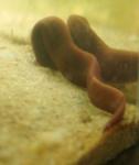 Large dark brown leech species found in 10 gallon Elassoma gilberti tank. 