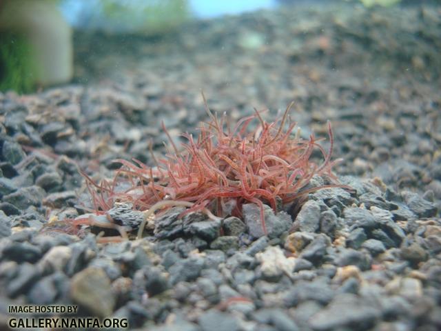 California blackworms newly in the 55 gallon tank 