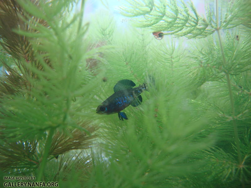 Elassoma gilberti male in his new 55 gallon tank, photo taken December 24th 2010.