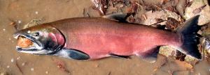 Salmonidae