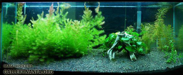 My aquarium (55 gallons) January 3rd 2011