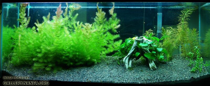 My aquarium (55 gallons) January 3rd 2011