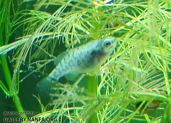 red mark on female elassoma gilberti