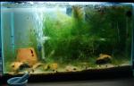 10 gallon:  Swordtail fry, Elassoma fry