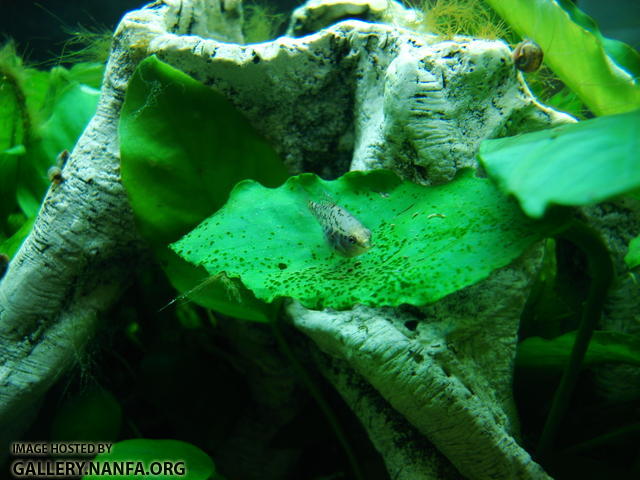 Female Elassoma gilberti on anubias leaf