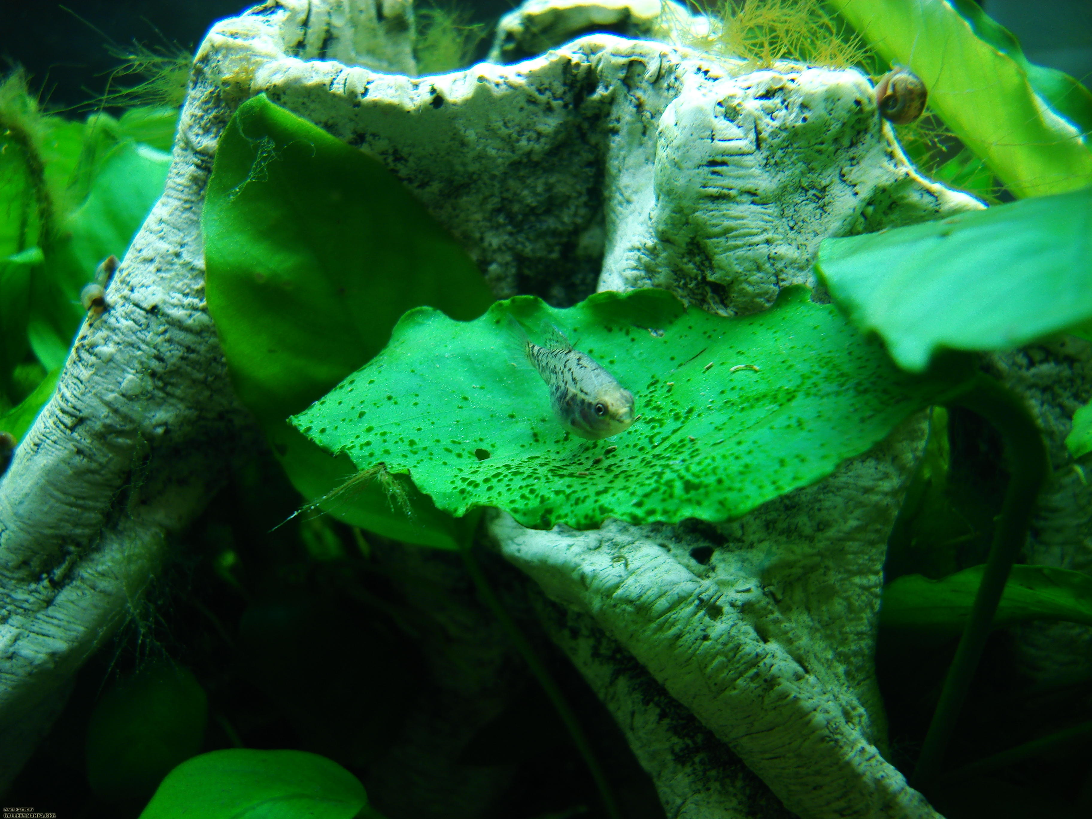 Female Elassoma gilberti on anubias leaf