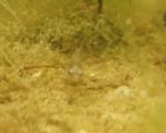 Elassoma gilberti fry grown up in tank evacuated of parents