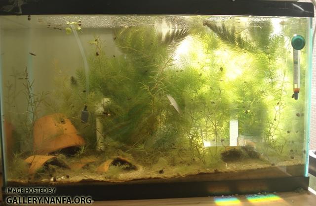 10 gallon tank after removal of Elassoma gilberti adults still contains eggs, which hatch into fry.  