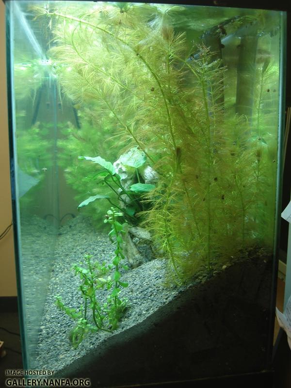 55 gallon tank side view