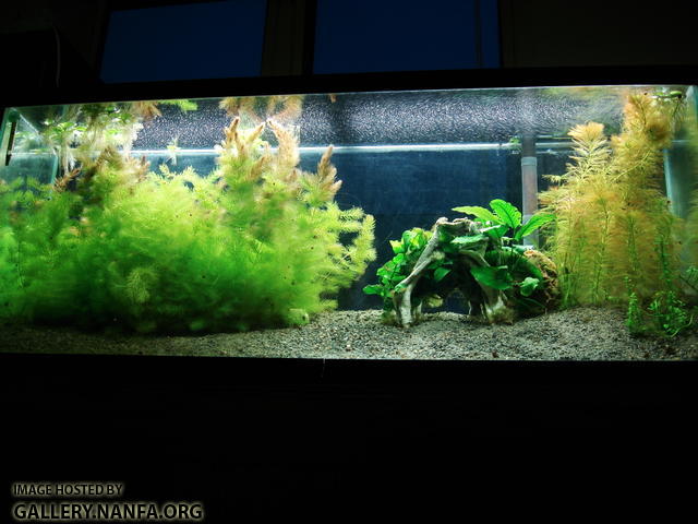 55 gallon tank as of January 27th 2011