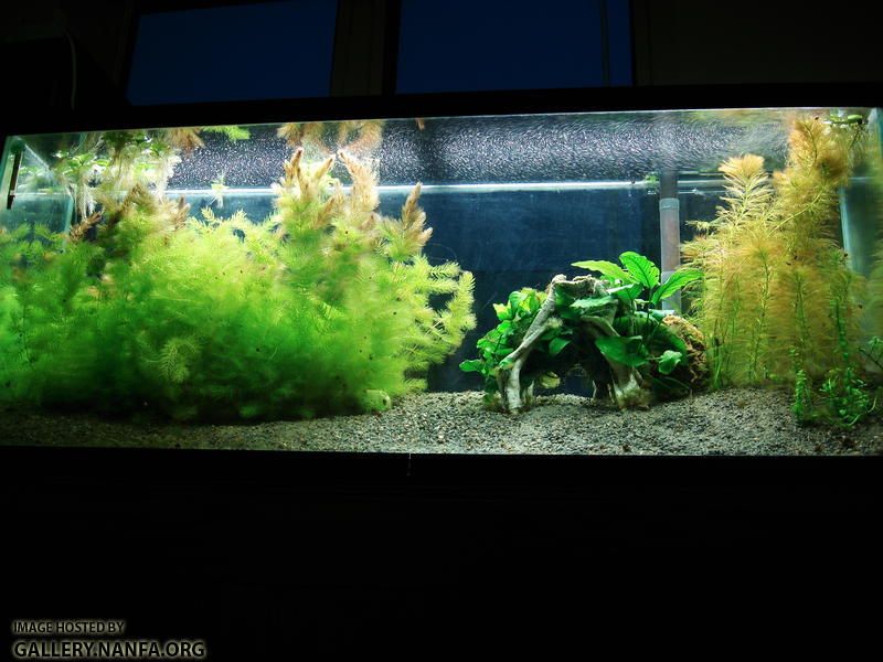 55 gallon tank as of January 27th 2011