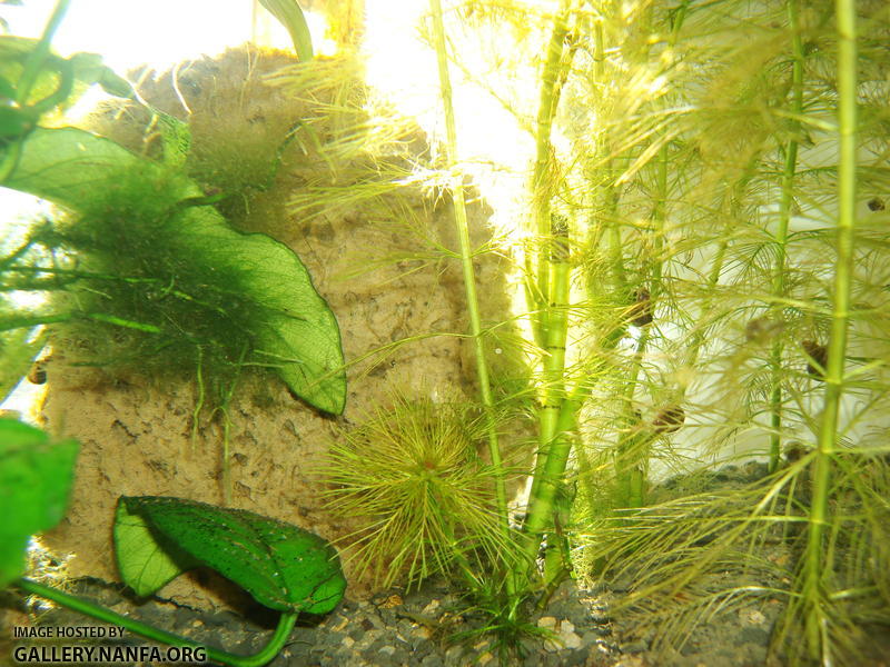 zoom out of fry being comfortable next to sponge that covers the filter intake