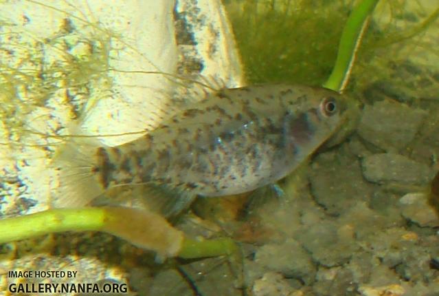 Female Elassoma gilberti has reflective blue lateral line.  