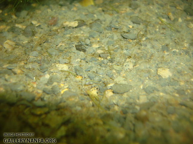 Elassoma gilerti fry is clear, camera focuses in middle of fish.  Hard to see.  