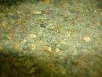 Elassoma gilerti fry is clear, camera focuses in middle of fish.  Hard to see.  