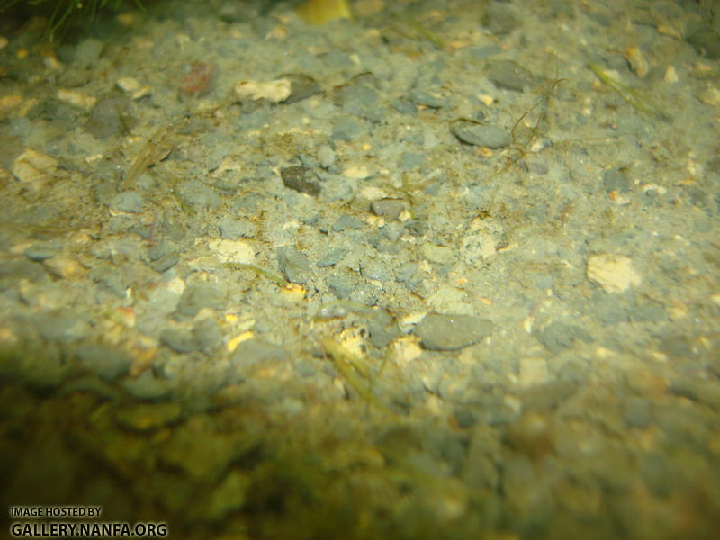 Elassoma gilerti fry is clear, camera focuses in middle of fish.  Hard to see.  