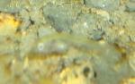 Zoom in of photo "Elassoma gilerti fry is clear, camera focuses in middle of fish.  Hard to see."