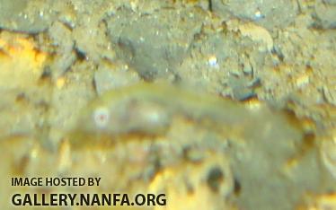 Zoom in of photo "Elassoma gilerti fry is clear, camera focuses in middle of fish.  Hard to see."