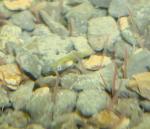 Better photo of Elassoma gilberti fry on kitty litter substrate. 