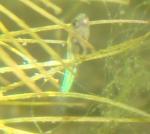 iridescent fry 2