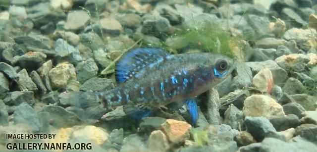 Male Elassoma gilberti attempts to camouflage self with kitty litter substrate.  