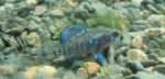 Male Elassoma gilberti attempts to camouflage self with kitty litter substrate.  