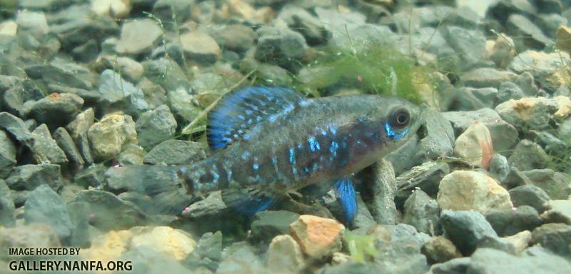 Male Elassoma gilberti attempts to camouflage self with kitty litter substrate.  