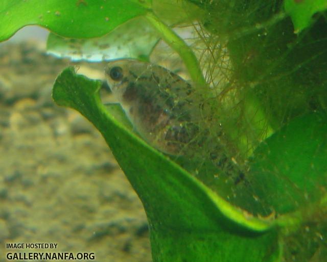 Female who has male-like blue edged fins has visible eggs. 