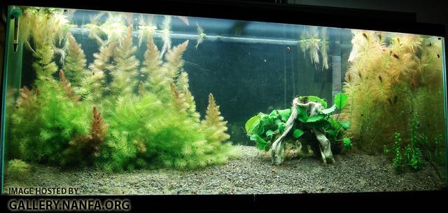 55 gallon Elassoma gilberti tank as of February 19th 2011