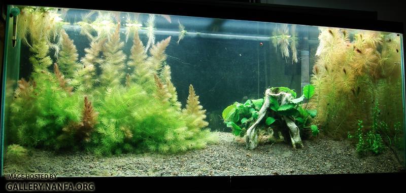 55 gallon Elassoma gilberti tank as of February 19th 2011