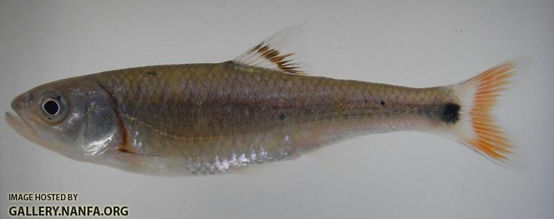 Bandfin Shiner 2