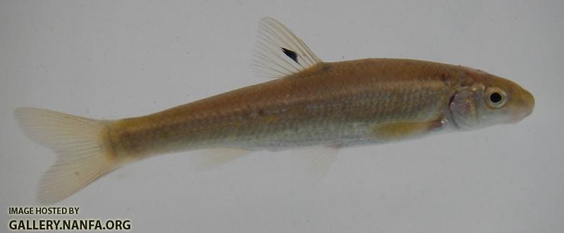 Riffle Minnow