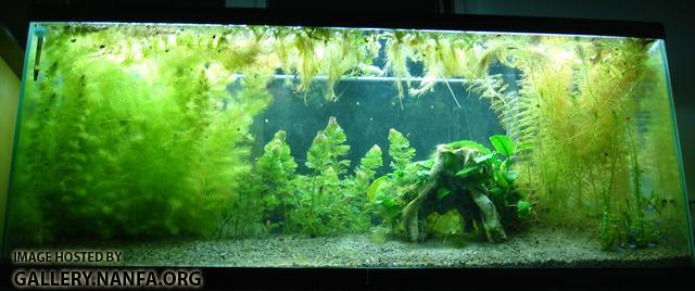 55 gallon Elassoma gilberti and neon tetra aquarium as of March 1st 2011