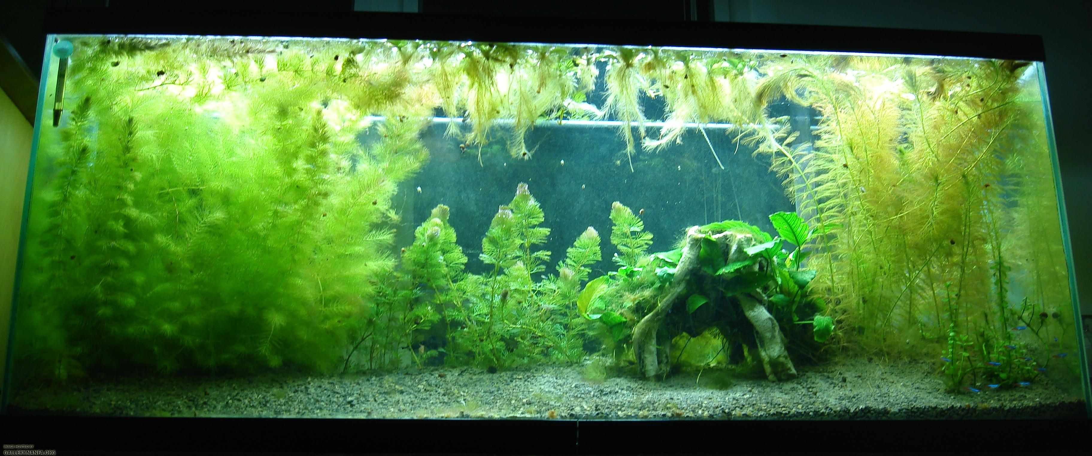 55 gallon Elassoma gilberti and neon tetra aquarium as of March 1st 2011