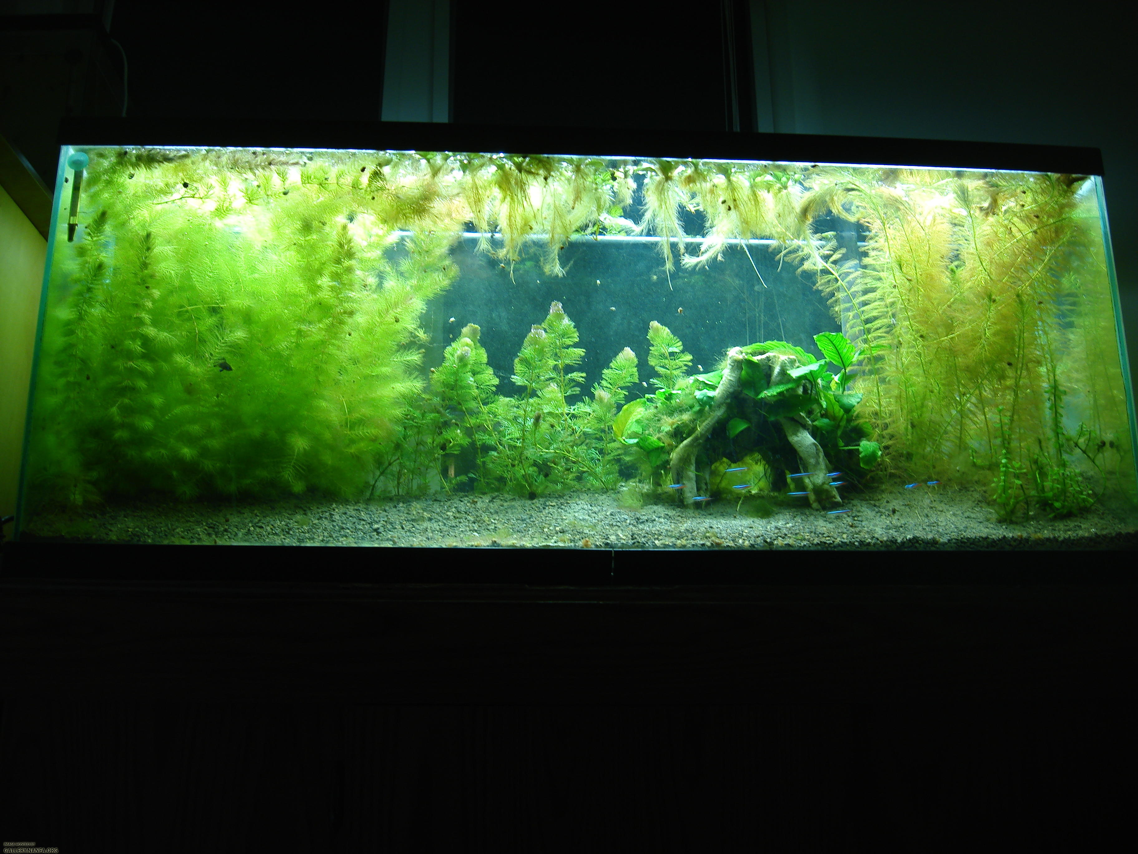 Photo of 55 gallon tank March 1st 2011