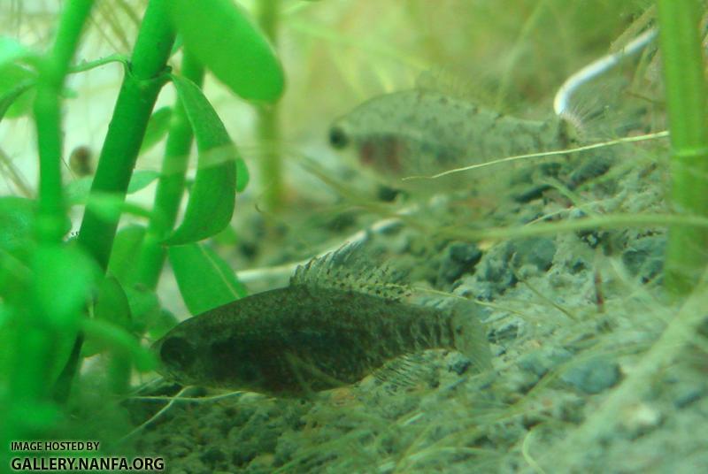 Two female Elassoma gilberti crop