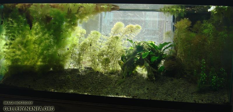 tank as of March 20th 2011