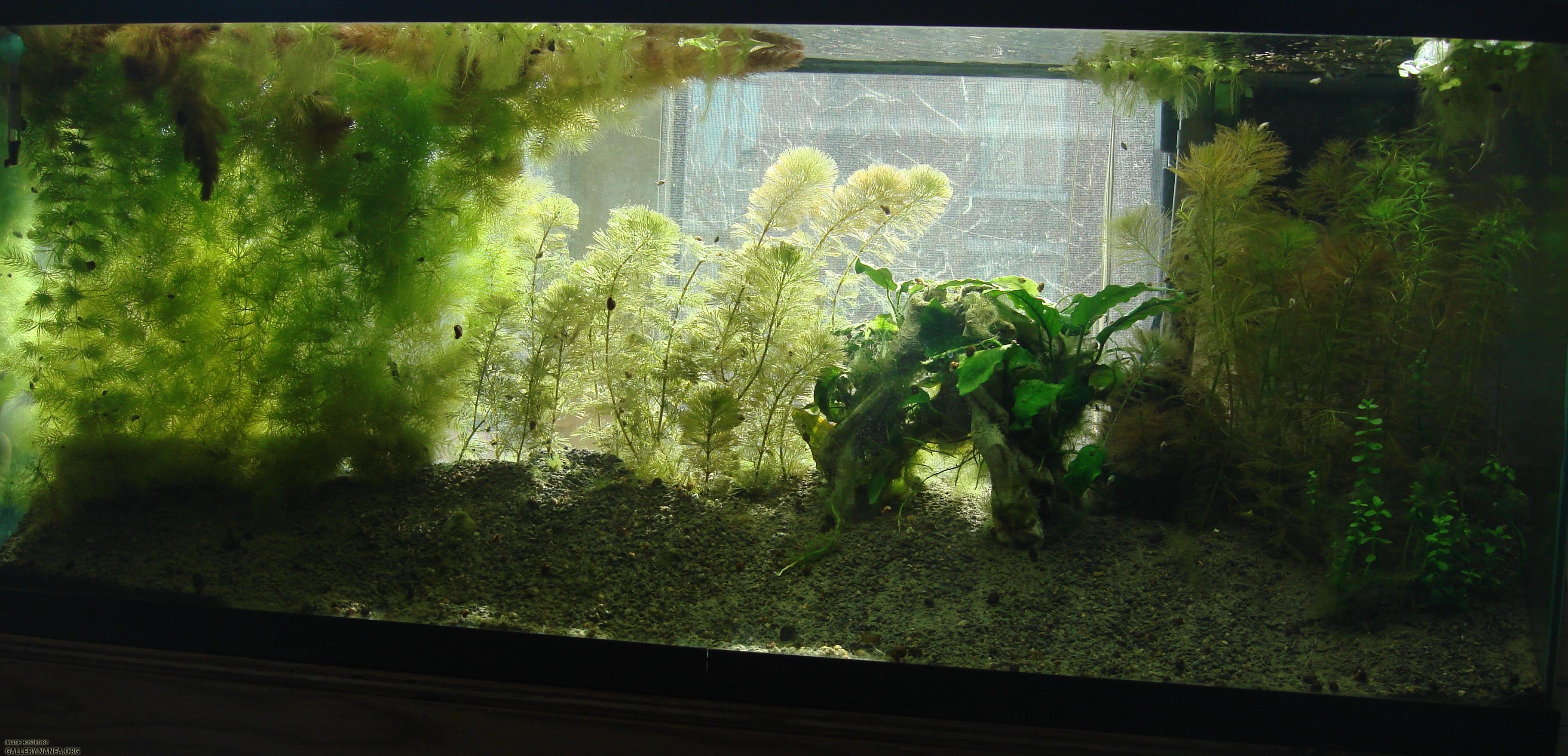 tank as of March 20th 2011