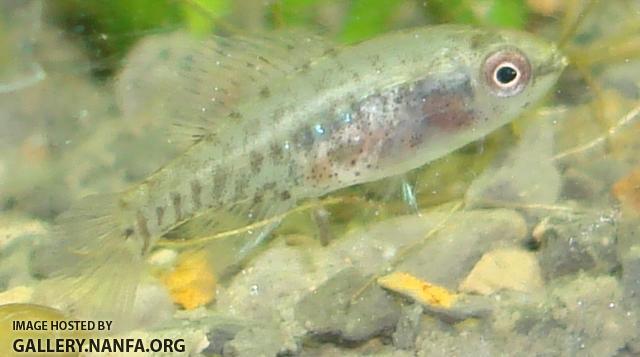 juvenile Elassoma gilberti with flash