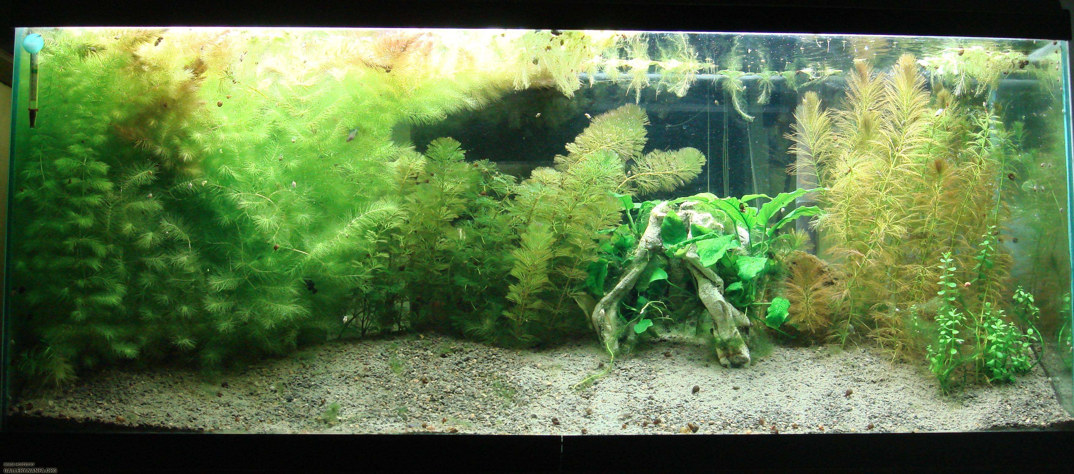 tank before